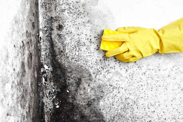 Best Mold Testing  in Mckenzie, TN