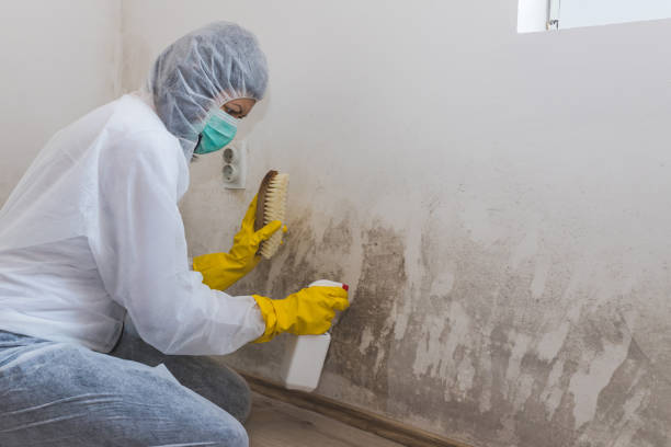 Best Commercial Mold Removal  in Mckenzie, TN