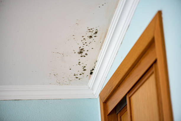 Mold Testing and Removal in Mckenzie, TN