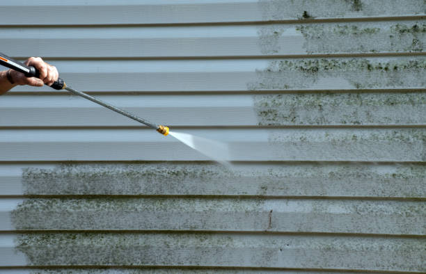 Best Local Mold Removal Service  in Mckenzie, TN