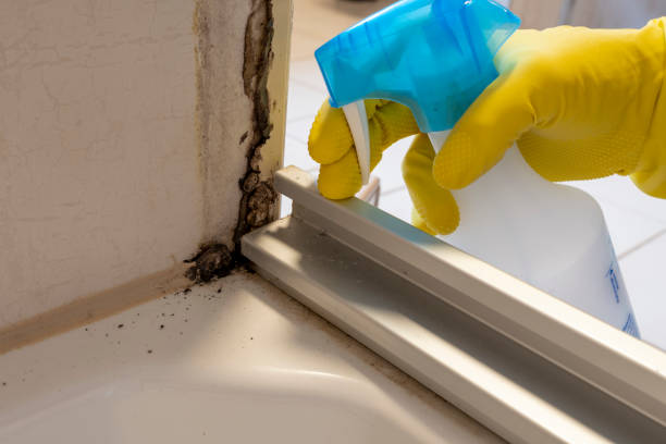 Best Professional Mold Removal  in Mckenzie, TN