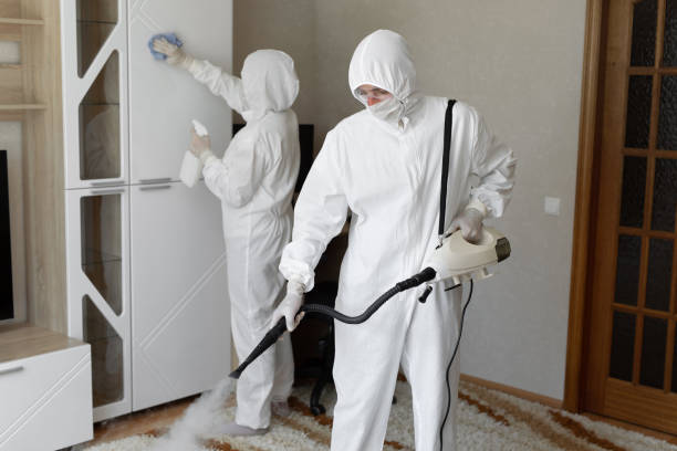 Certified Mold Removal in Mckenzie, TN
