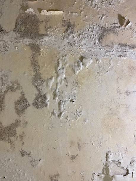 Best Mold Testing  in Mckenzie, TN