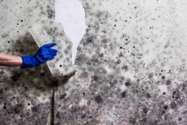 Best Office Mold Removal Services  in Mckenzie, TN