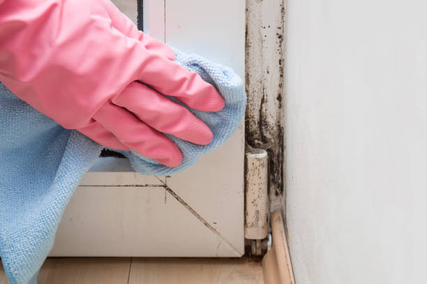 Best Mold Removal Specialists  in Mckenzie, TN