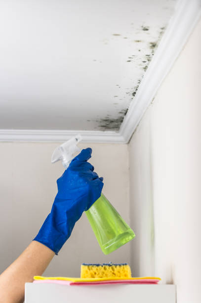 Best Black Mold Removal  in Mckenzie, TN