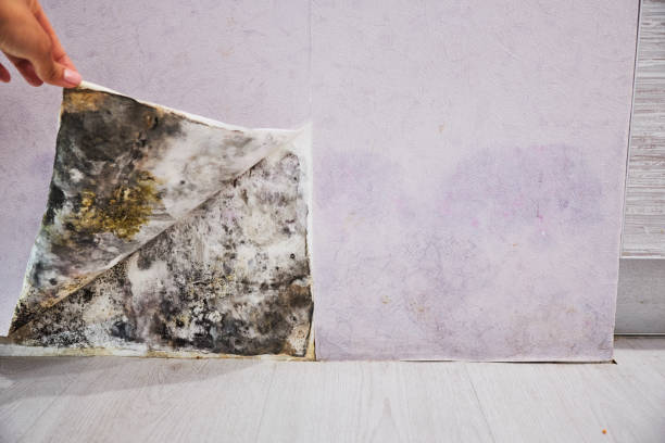 Mold Removal and Inspection in Mckenzie, TN